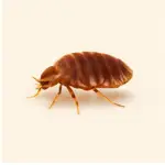 Close-up of a bed bug crawling on white fabric