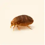 Flea magnified on pet fur