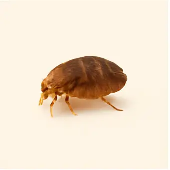 Flea magnified on pet fur