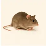 Brown rat near a garbage bin in an urban alley