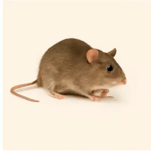 Brown rat near a garbage bin in an urban alley