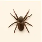 Large huntsman spider on a bathroom wall